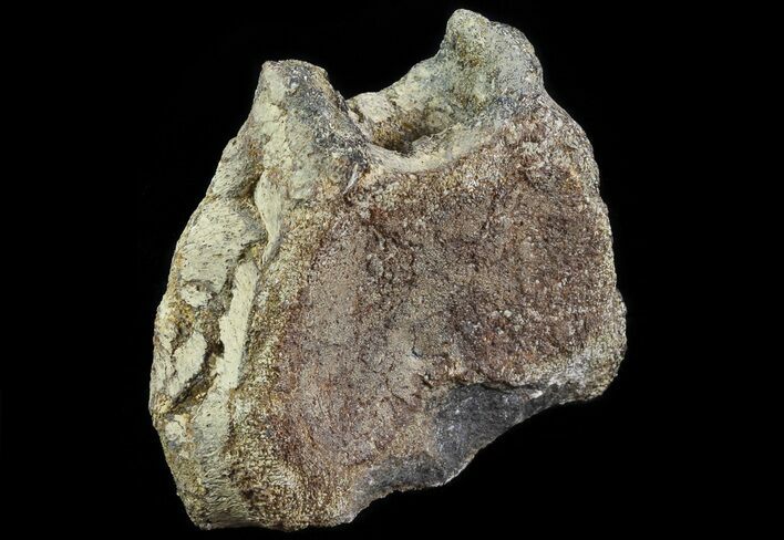 Plesiosaur (Colymbosaurus) Vertebra - England #65921